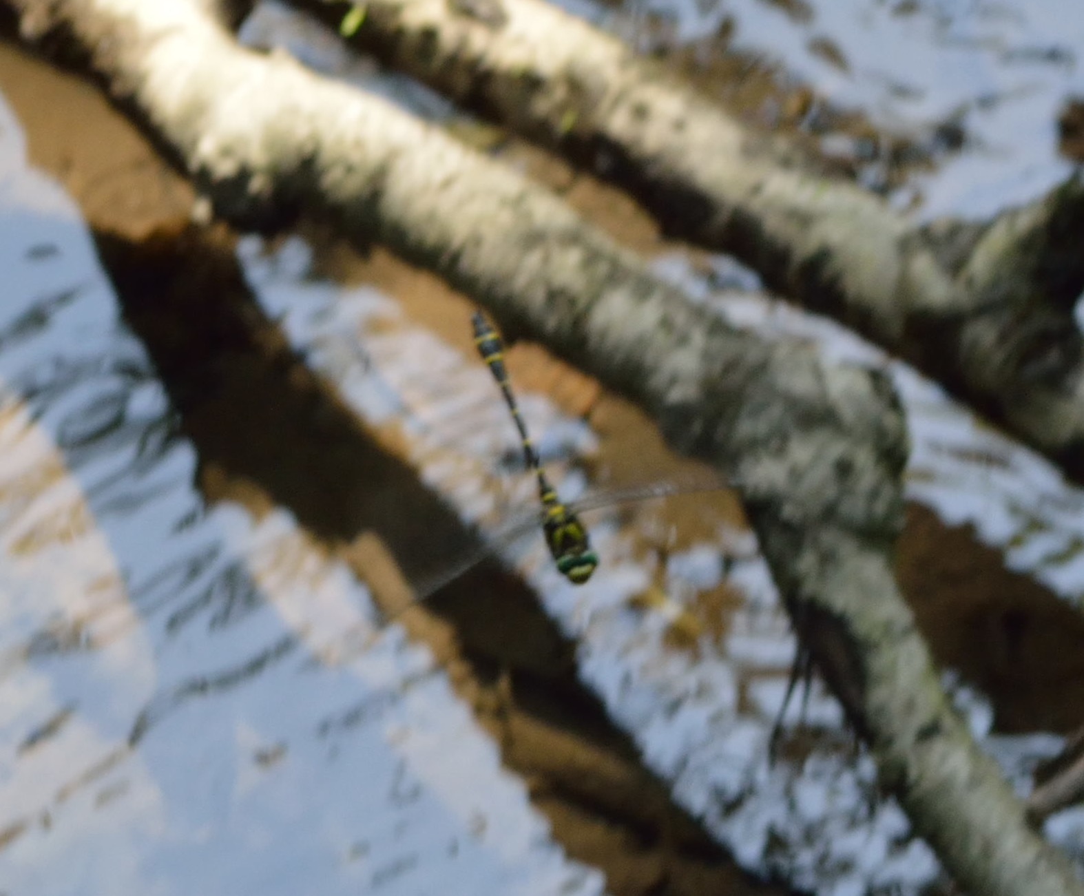 Gomphidae?  No, cfr. Cordulegaster sp. (Cordulegastridae)